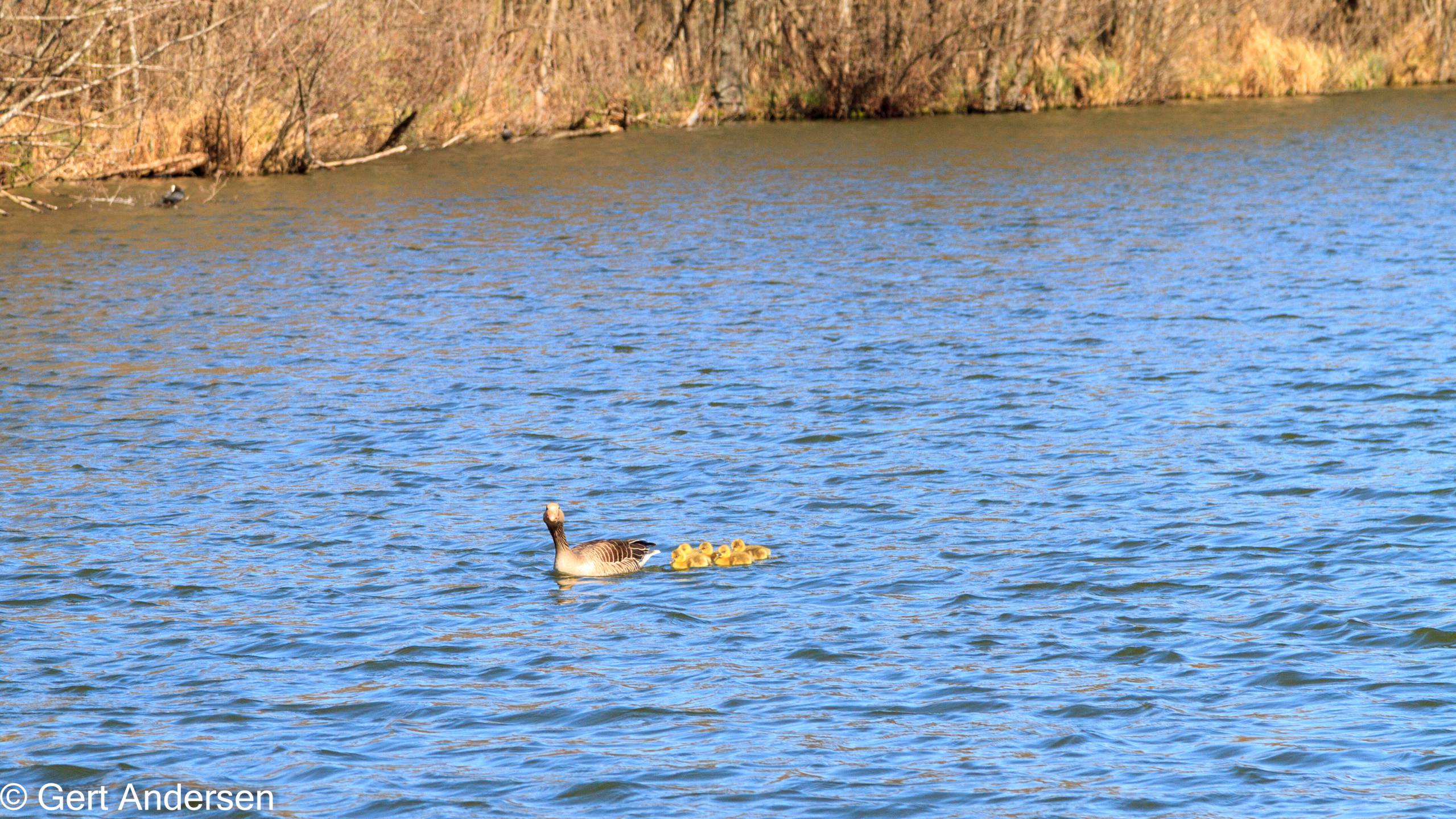 Lyngby Sø (28 of 37) compressed